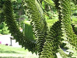 Araucaria araucana is the hardiest species in the conifer genus araucaria. The Monkey Puzzle Tree An Unusual And Endangered Plant Owlcation