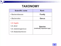 Image result for Bacteroidaceae