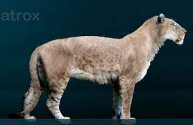 The American Lion Panthera Leo Atrox Or P Atrox Also Known As The North American Lion Naegele S Giant J American Lion Extinct Animals Prehistoric Animals