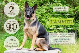 This is a very tough question, but i'll try my best. Adoption Pending Dog Of The Week Adopt A Pet Of Shelton Washington Facebook