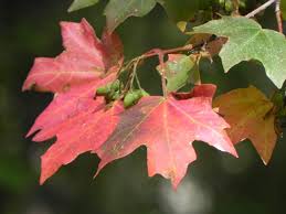 Choose your favorite bigtooth maple designs and purchase them as wall art, home decor, phone cases, tote bags, and more! Bigtooth Maple Garden Style San Antonio