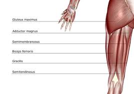 17 best images of human muscle worksheets label muscles worksheet, blank head and neck muscles. Anatomy Of The Hamstring Muscles