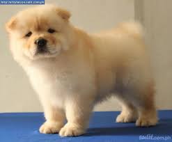 Chow Chow Michigan Breeders Puppies For Sale Find Those Nearest You Fast And Free Description From D Chow Chow Puppy Chow Puppies For Sale Puppies For Sale