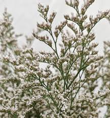 Image result for Limonium