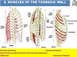 Alexey portnov, medical expert last reviewed: Thoracic Wall Salvador Dali Anthropomorphic Chest Of Drawers