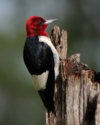 Bird With Red Spot On Head And Black Spot On Chest Usually Very Shy But Amusing Birds To Watch Red Headed Woodpeckers Are Often Active And Playful Chasing Each Other Or Drumm Woodpecker Red Birds Pretty Birds