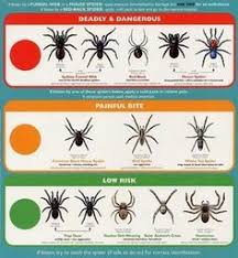 Spiders