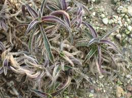 Image result for Cyanotis longifolia