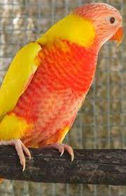 lutino rainbow lorikeet beautiful birds pet birds parrots pet birds