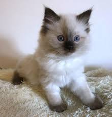 These cat breeders may have kittens for sale right now, that were not listed here in our classifieds section. Ragdoll Cats For Sale Las Vegas Nv 290246 Petzlover
