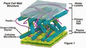 Maybe you would like to learn more about one of these? Organel Sel Pada Tumbuhan Biologi Edukasi Belajar Sains Biologi