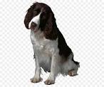 PuppyFind | English Springer Spaniel Puppies for Sale