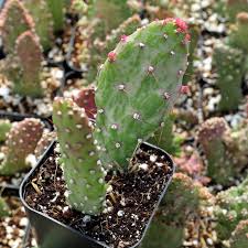 Image result for Opuntia monacantha