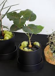 Image result for Ficus fischeri