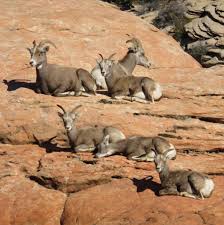 Zion National Park Big Horn Sheep Sheep Musk Ox