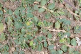 Image result for Euphorbia neopolycnemoides