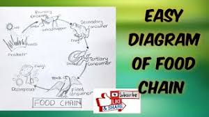 Food chain is a linear sequence of organisms which starts from producer organisms and ends with decomposer species. How To Draw Food Chain Herunterladen
