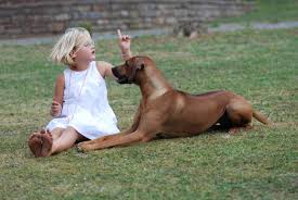 Was den sensiblen familienhund auszeichnet und so besonders macht, erfahrt ihr hier im steckbrief. Rasse Glen Rhodes Rhodesian Ridgeback Dzrr Vdh Fci