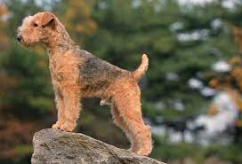 Lakeland Terrier Dog Breeds At Mypetsmart Com Lakeland Terrier Border Terrier Puppy Terrier Dog Breeds