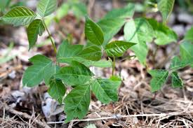 What kills poison ivy naturally? What Is The Best Way To Get Rid Of Poison Ivy
