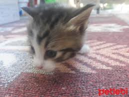 Petlebi Com On Twitter Sivas Kedi Kedi Sahiplendirme Https T Co 76fmf2vwcq