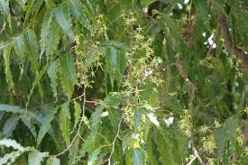 Image result for Monoon longifolium