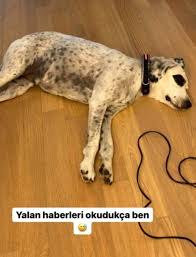 Hadise'nin son paylaşımı bu iddiaları günlendirdi. Hadise Kaan Yildirim La Ayrildi Iddialarina Sevgilisinin Kopegi Ile Yanit Verdi