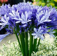 Agapanthus Flower Pics Best Flower Wallpaper