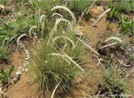 Image result for Elionurus