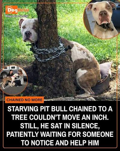 An abandoned dog chained to a tree wasn't unusual for rescuers—but what they found in this case was something they would never forget. The young Pit Bull, later named Max, had been