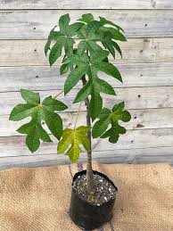 Image result for Vasconcellea pubescens