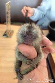 Target.com has been visited by 1m+ users in the past month Tiny Illegal Thumb Monkeys Are Trending In China And I Want One Cute Monkey Cute Baby Monkey Baby Animals Funny