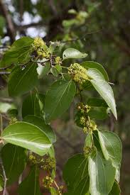 Image result for Ziziphus abyssinica
