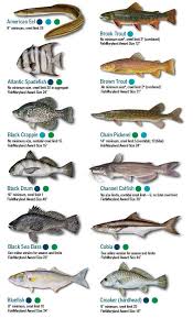 Sc Saltwater Fish Size Chart Saltwater Fish In South Carolina