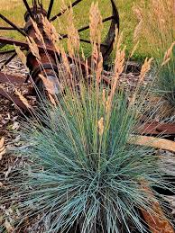 Image result for Festuca