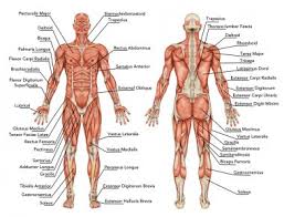 Muscle diagram male body names. Back Muscles Premium Stock Photos Download For Commercial Use Format Jpg Images High Resolution