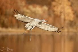 Download and use 20,000+ birds flying stock photos for free. A Beginners Guide For Photographing Birds In Flight