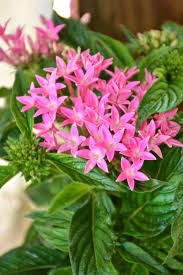 Download all photos and use them even for commercial projects. Buy Egyptian Star Cluster Graffiti Pink At Root 98 Warehouse For Only 52 99