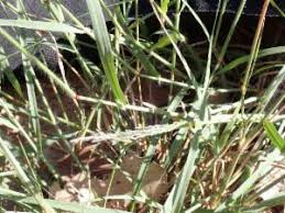 Image result for Eragrostis cylindriflora