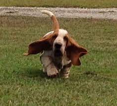 Akc Basset Hound Puppies For Sale In Georgia American And European Basset Hound Puppies Basset Hound Puppy Basset Hound Hound Puppies