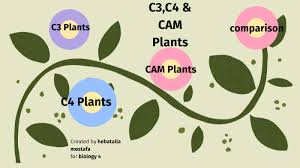 C3 C4 Cam Plants By Hebatalla Mohamed On Prezi Next