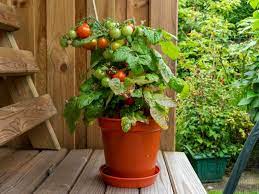 How To Grow Tomatoes Indoors Enjoy Tomatoes All Year Round In 2021 Growing Tomatoes Indoors Growing Tomato Plants Growing Tomatoes