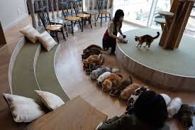 It is known for its unique cat tree and now the cafe has upgraded and. Mocha Cat Cafe In Harajuku Tokyo Japan Cat Sanctuary Luxury Cat Furniture Cat Cafe