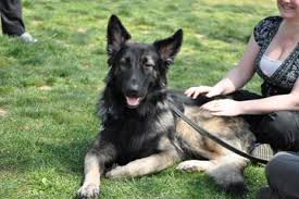 Welcome to imladris shiloh shepherds. Shiloh Shepherd Puppies For Sale Shiloh Shepherd Dog Breeders