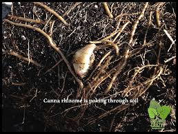 Overwintering cannas in pots uk. Overwintering Canna Plants From Container Gardens Container Crazy Ct