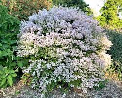 Image result for Tetradenia