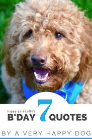 Fun Things To Do On Your Dog S Birthday 40 Fun Birthday Quotes From A Ridiculously Happy Birthday Dog Dog Birthday Quotes Happy Birthday Dog Cute Birthday Quotes