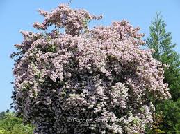 Image result for Kolkwitzia