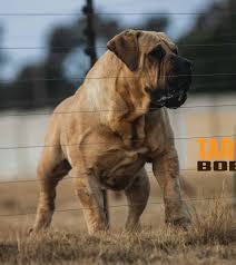 Black boerboel puppies for sale in south africa. Males Elite Boerboels 1 South African Mastiff Boerboel Breeder In Europe