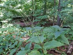 Image result for Persicaria hystricula